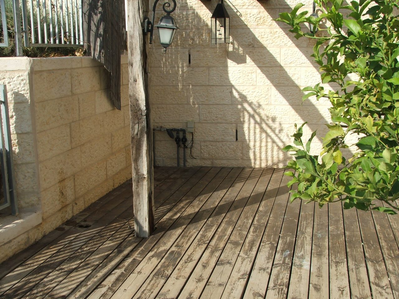 מה הורג את העץ, ומה הפתרונות?